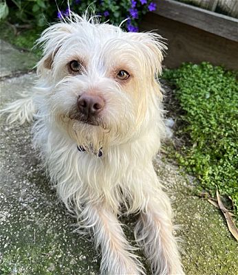 Palo Alto, Ca - Maltese. Meet Louie A Pet For Adoption - Adoptapet.com