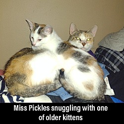 Thumbnail photo of Miss Pickles #4