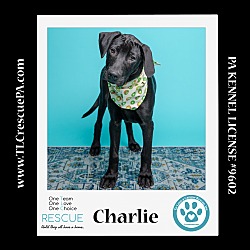 Thumbnail photo of Charlie (Party of Five pups) 040624 #4