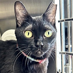 Photo of Pebbles - Reduced Fee!