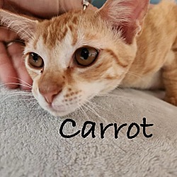 Thumbnail photo of Carrot #4