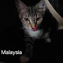 Thumbnail photo of Malaysia #2