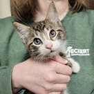 Adopt A Pet :: Appt. Pending - Lotus - Versailles, KY