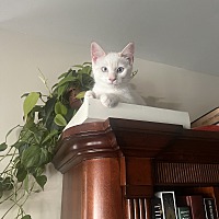 adopt a pet