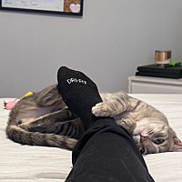 adopt a pet