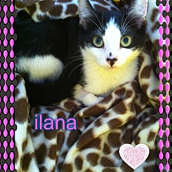 Thumbnail photo of Ilana #1