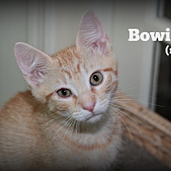 Thumbnail photo of Bowie #2