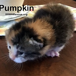 Thumbnail photo of Pumpkin #4