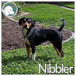 Thumbnail photo of Nibbler #1
