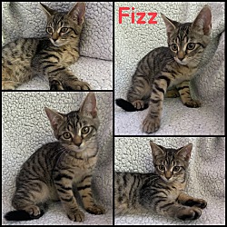 Photo of Fizz