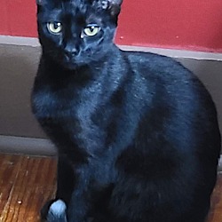 Photo of Litten