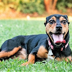 Dover mini hot sale pinscher