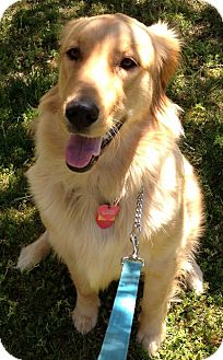 New Jersey Nj Golden Retriever Meet Toms River Nj Daisy A