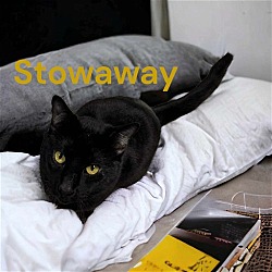 Thumbnail photo of Stowaway #2