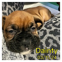 Photo of Dainty
