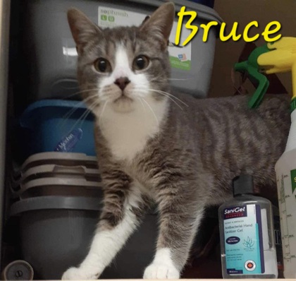 Photo of Bruce (Bonded with Clover)