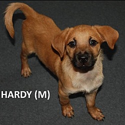 Thumbnail photo of Patriot Babies : Hardy #1