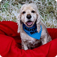 Fresno, CA - Cocker Spaniel. Meet Conner a Pet for Adoption.
