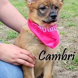 Thumbnail photo of Cambri~adopted! #2