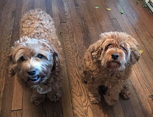Bucks County Pa Cockapoo Meet Chloe Bonded With Maddie A Pet For Adoption