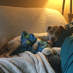 Puppies For Sale In Coon Rapids Minnesota Adoptapet Com