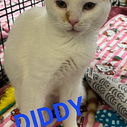Thumbnail photo of Diddy #1