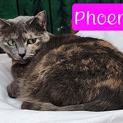 Thumbnail photo of Phoenix #1