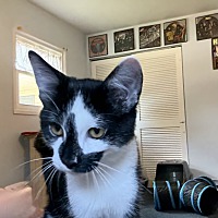 adopt a pet