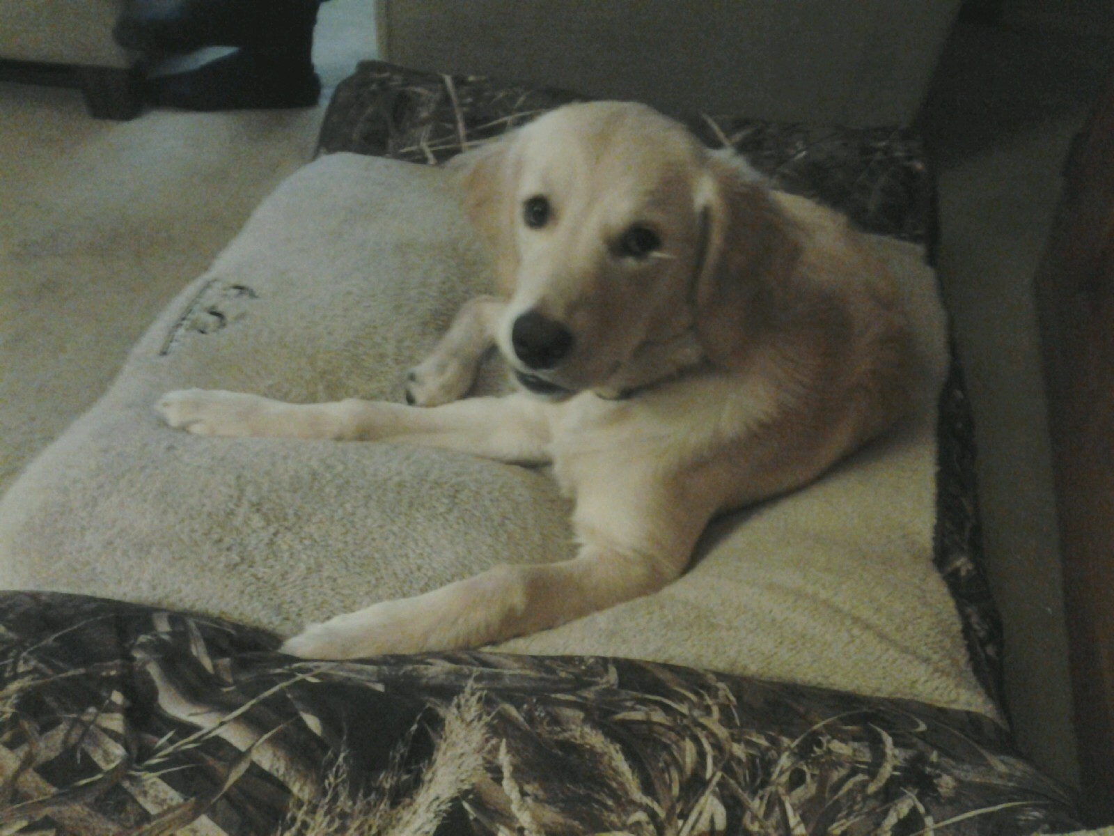 Bettendorf Ia Golden Retriever Meet Sadie A Pet For Adoption