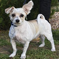 Palo Alto Ca Yorkie Yorkshire Terrier Meet Finnegan A Pet For