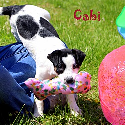 Thumbnail photo of Cabi~adopted! #4