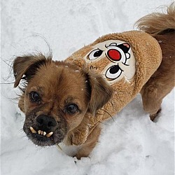 Thumbnail photo of ABuddy Bond - Special Needs Dog - Deaf #2