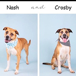 Thumbnail photo of Crosby & Nash #1