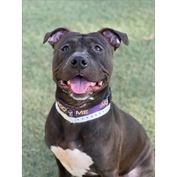 Photo of BUGSY