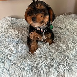 Photo of Archie