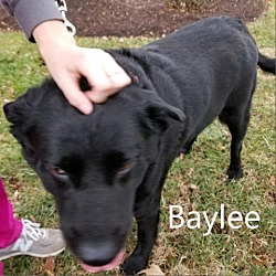 Photo of Baylee (Bailey)