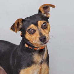 Miniature pinscher hot sale rescue california