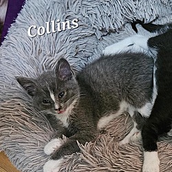 Thumbnail photo of Collins #2