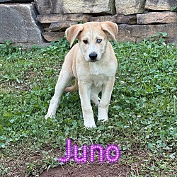 Thumbnail photo of Juno #2