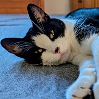adopt a pet