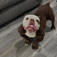 adopt a pet