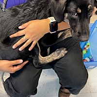 adopt a pet