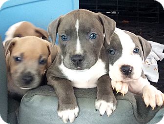 pitbull dogs for adoption near me