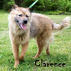 Thumbnail photo of Clarence~ adopted! #1