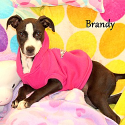 Thumbnail photo of Brandy ~ meet me! #2