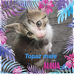 Thumbnail photo of Topaz #2