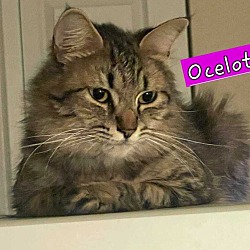Thumbnail photo of Ocelot #1