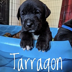 Photo of Puppy Tarragon