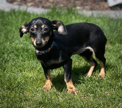 Elkhorn, WI - Dachshund/Mixed Breed (Medium). Meet Zabrina a Pet for ...