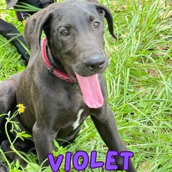 Thumbnail photo of Violet #1